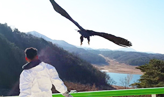 탈진 독수리 치료 후 방사