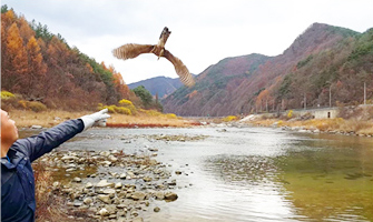 황조롱이 방사