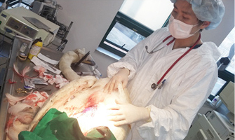 구미(낙동강) 큰고니 구조