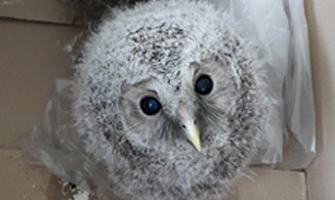 야생동물의 구조 및 치료