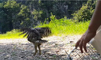 야생동물의 구조 및 치료