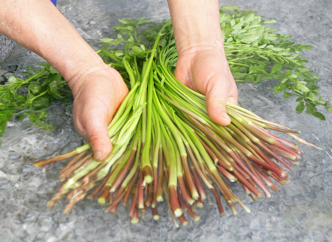 청도 - 한재미나리