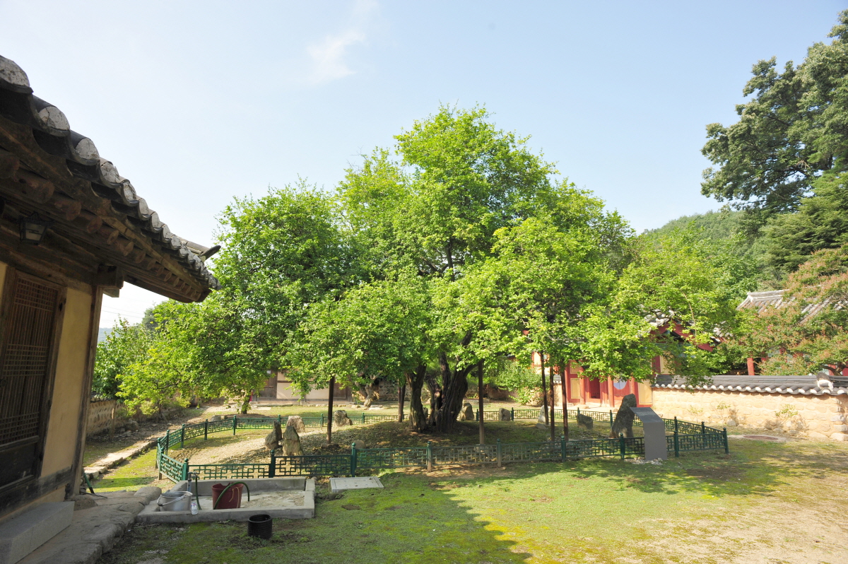 문경 장수황씨 종택의 탱자나무_1