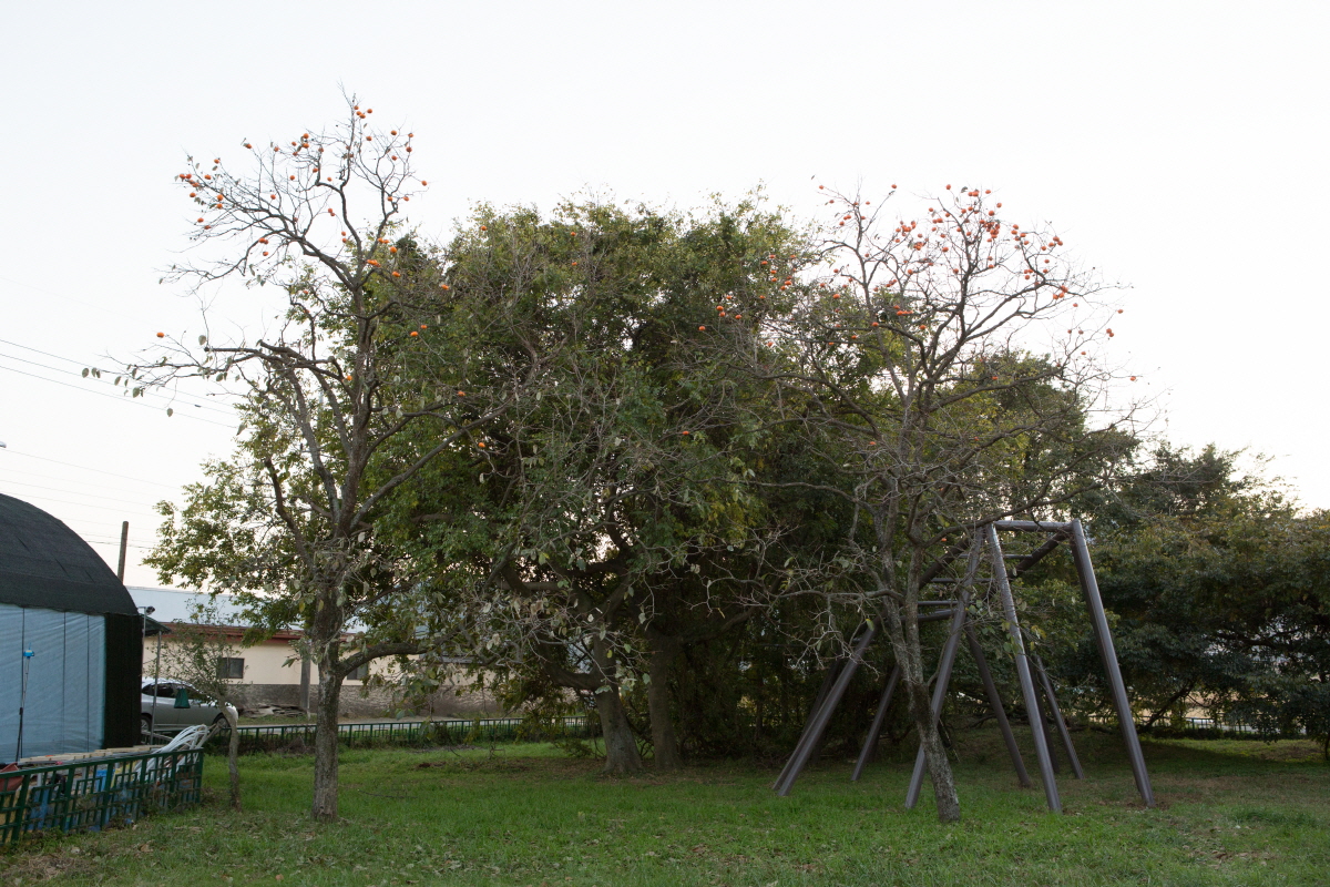 경주 오류리 등나무_1
