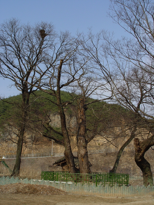 안동 송사동 소태나무_1