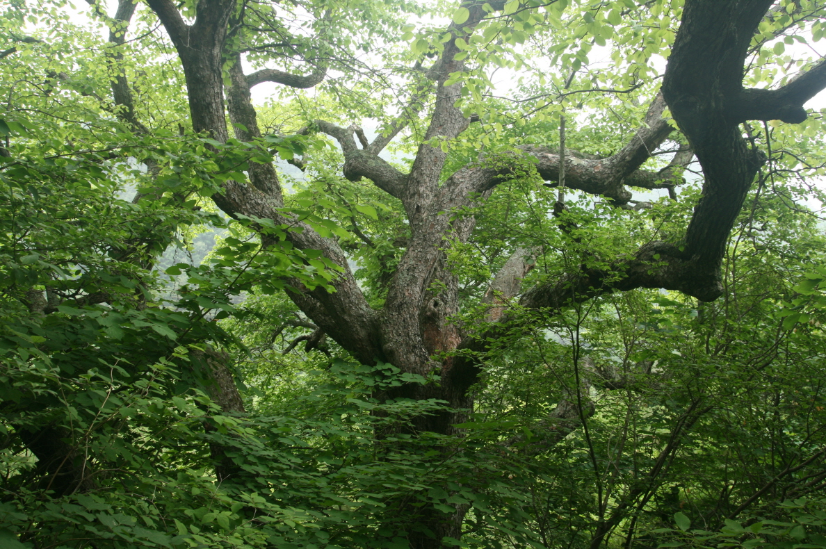 영양 무창리 산돌배_1