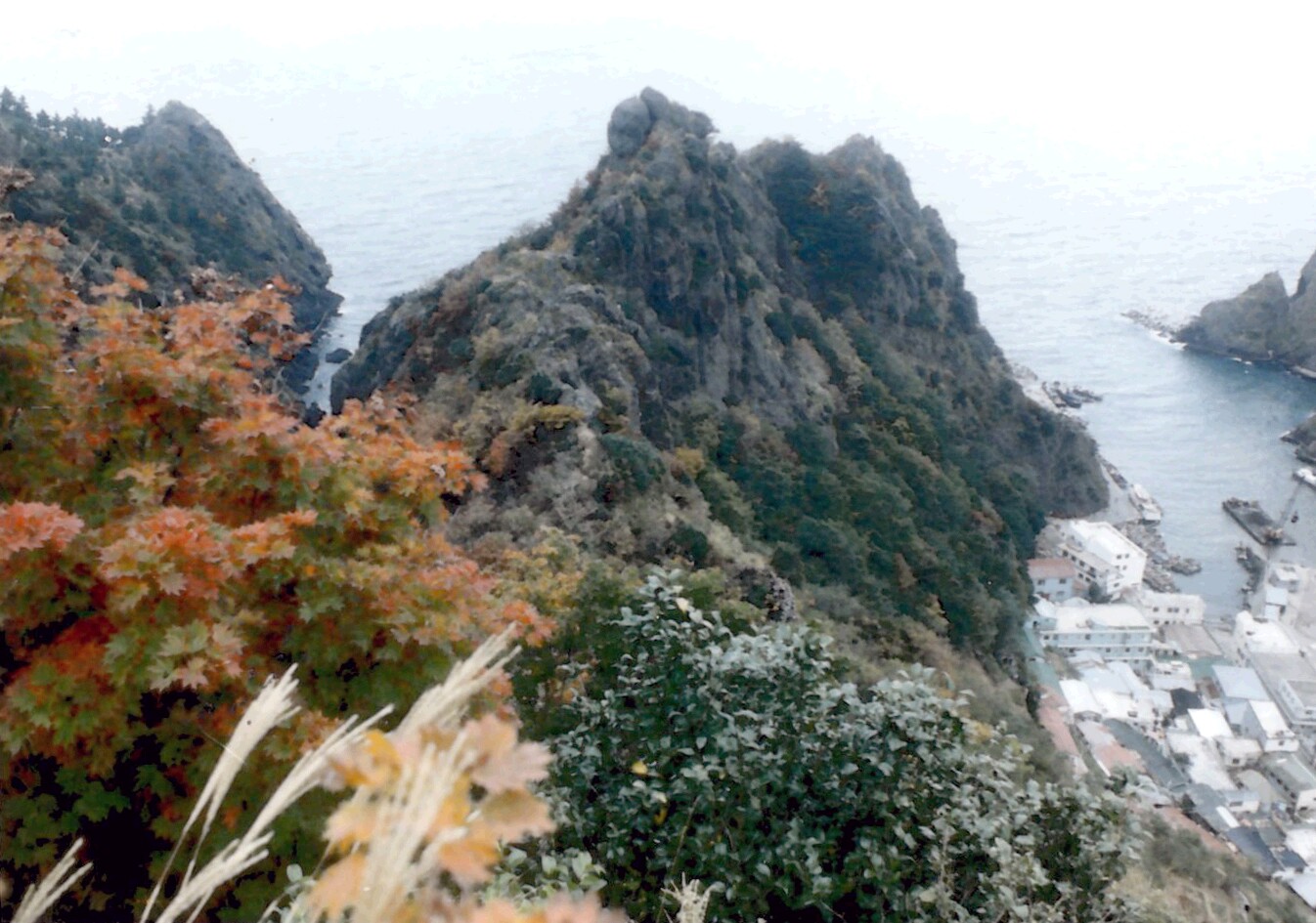 울릉 도동 섬개야광나무와 섬댕강나무 군락_1