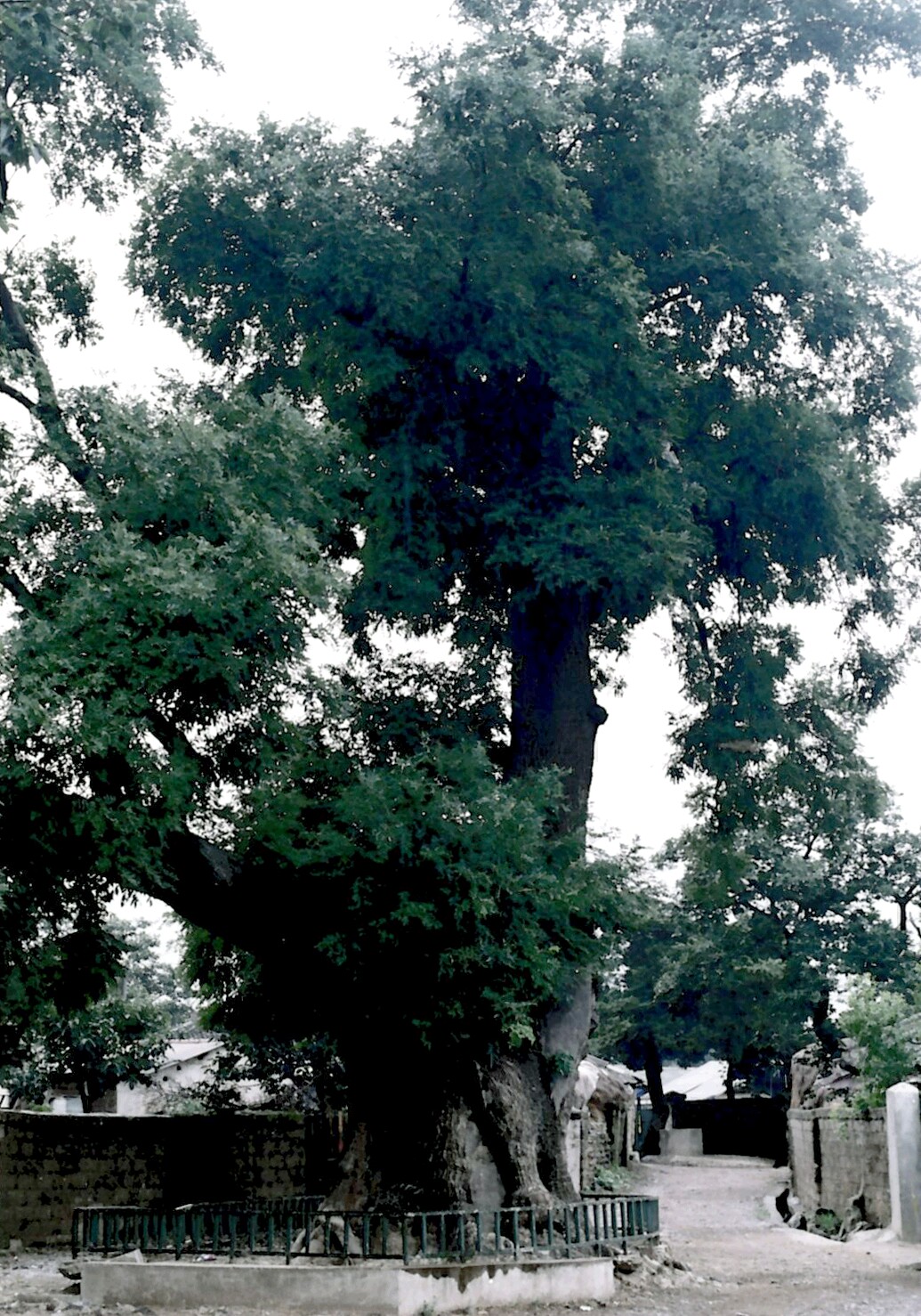 경주 독락당 조각자나무_1