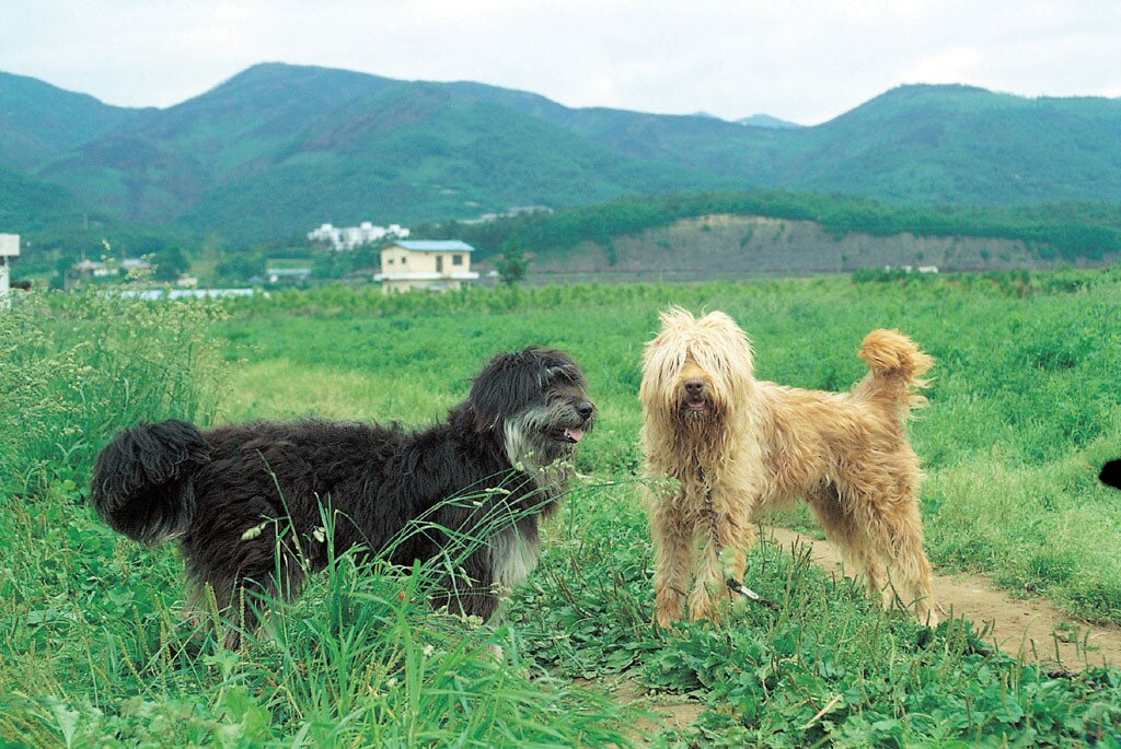경산의 삽살개_1