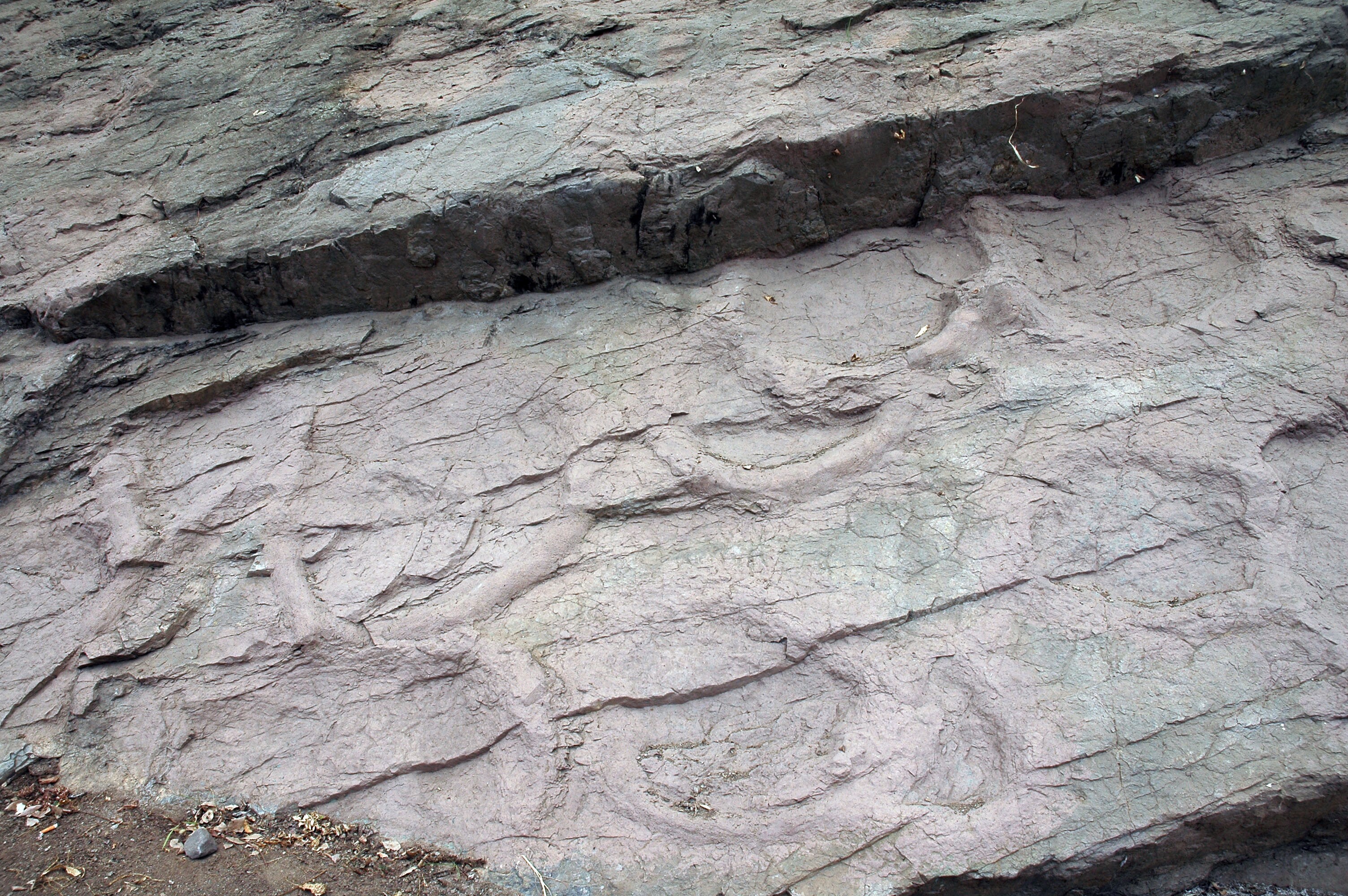 의성 제오리 공룡발자국 화석산지_1