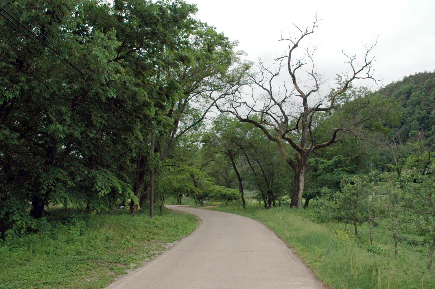 영양 주사골 시무나무와 비술나무 숲_1