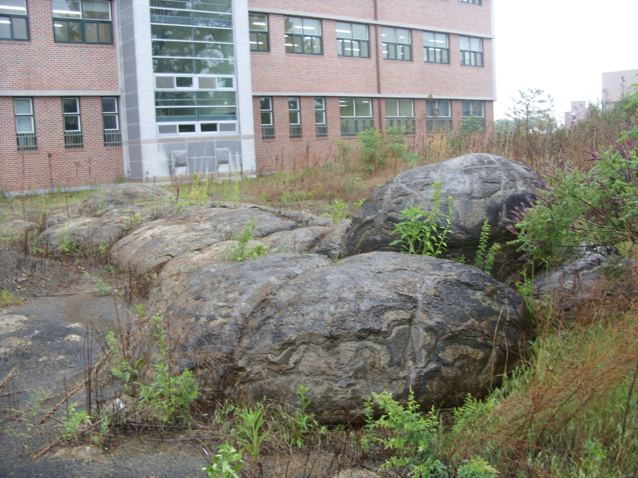 경산 대구가톨릭대학교 백악시 스트로마톨라이트_1