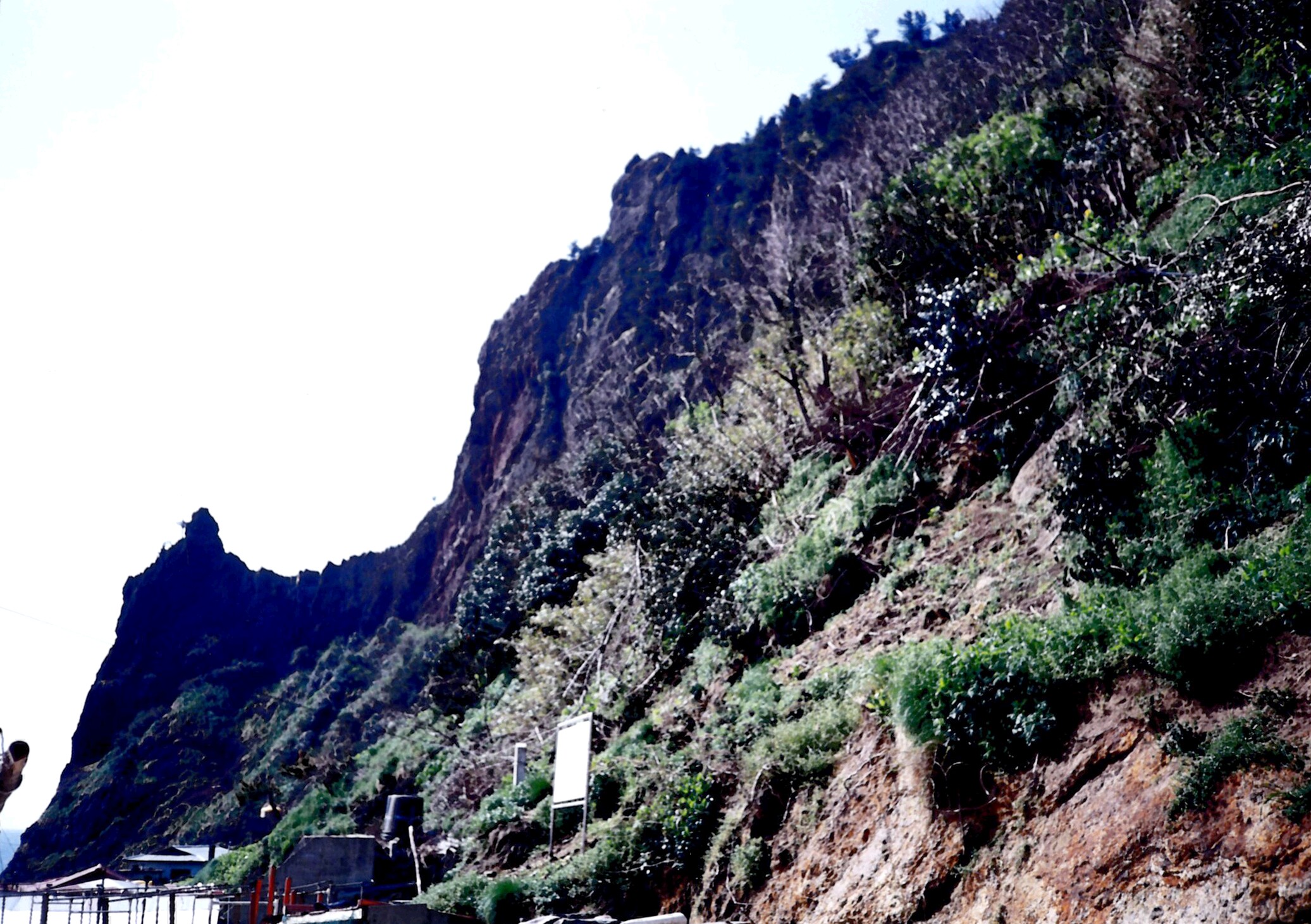 울릉 통구미 향나무 자생지_1