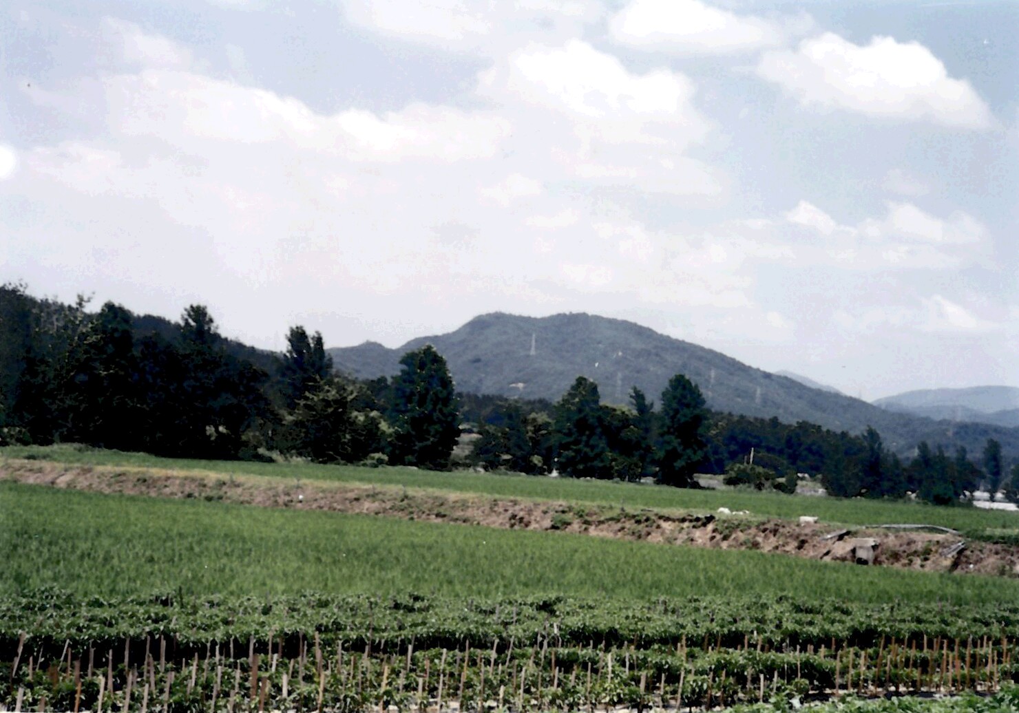 칠곡 금무봉 나무고사리 화석산지_1
