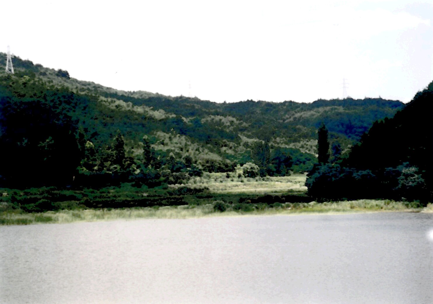 칠곡 금무봉 나무고사리 화석산지_2