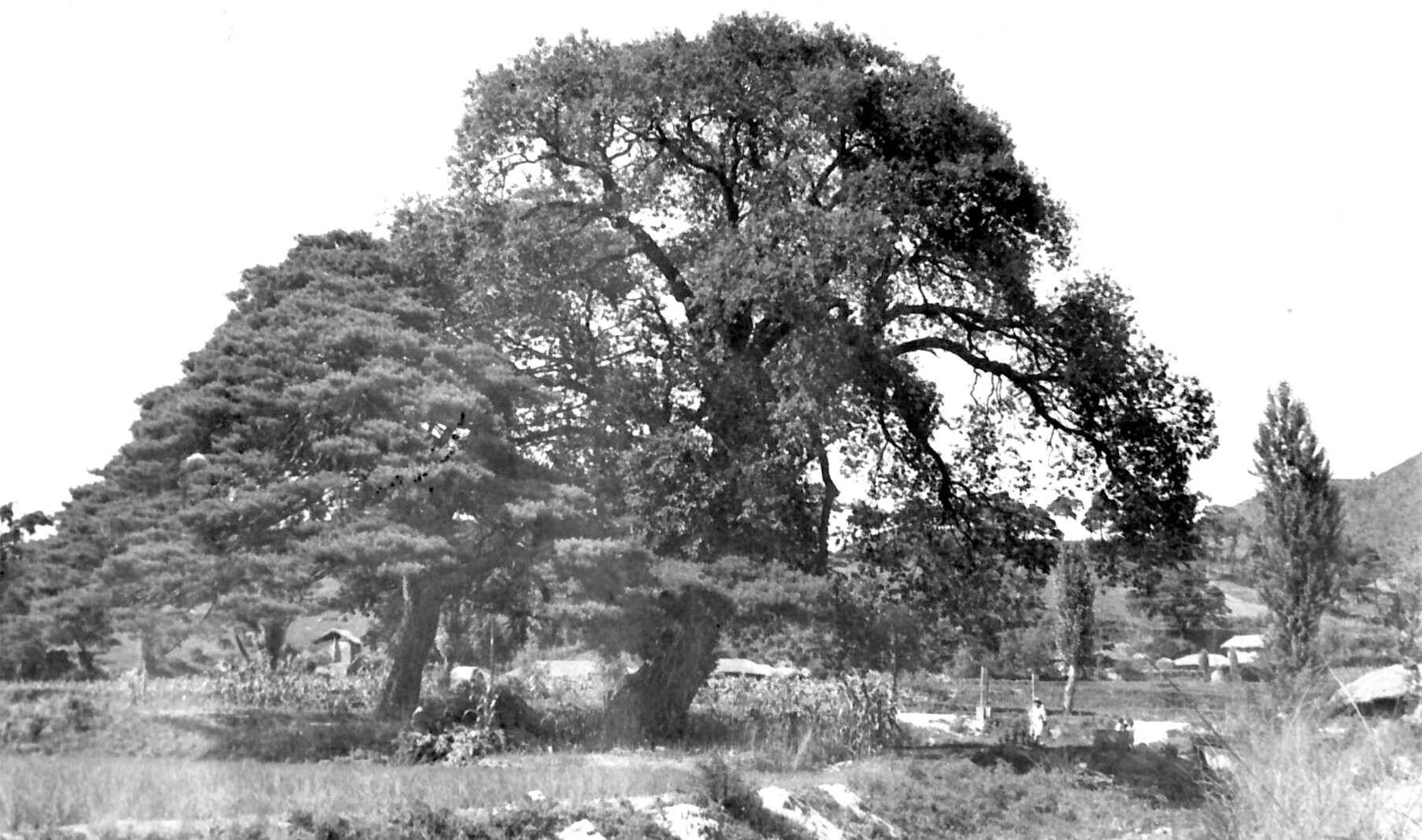 청송 신기리 느티나무_1