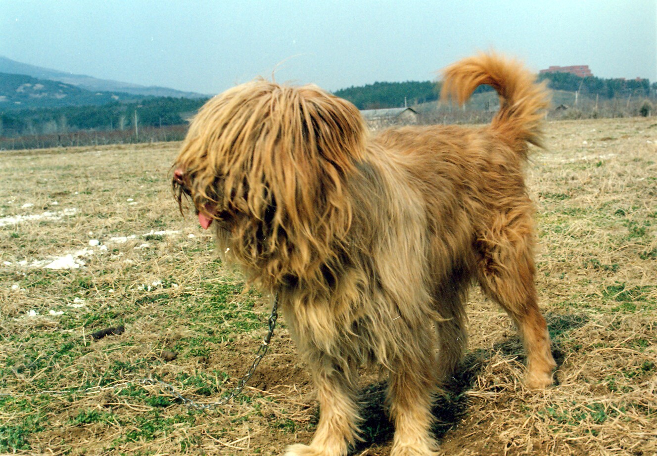 경산의 삽살개_3