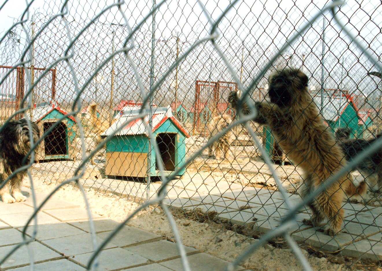 경산의 삽살개_4