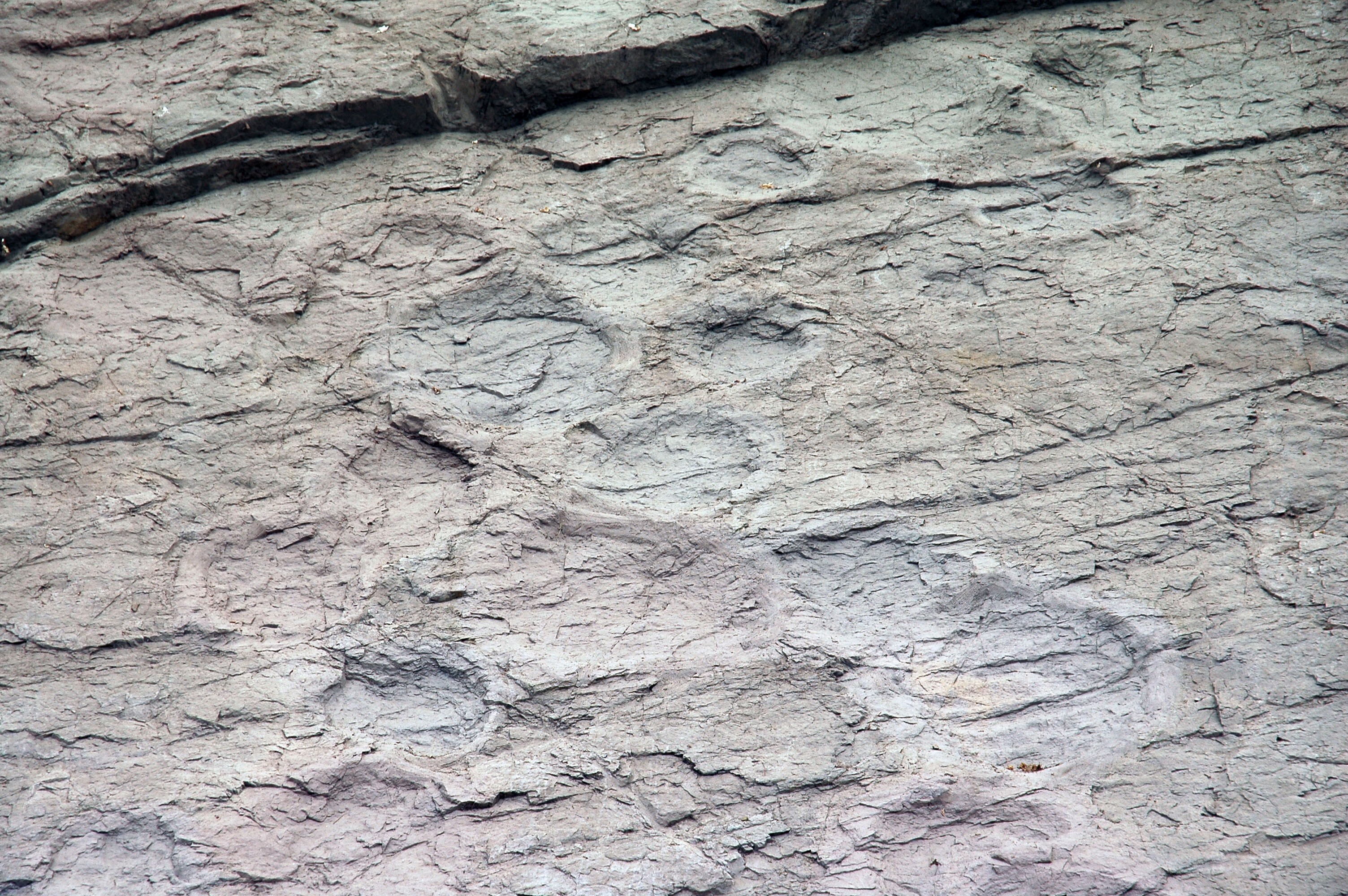 의성 제오리 공룡발자국 화석산지_1