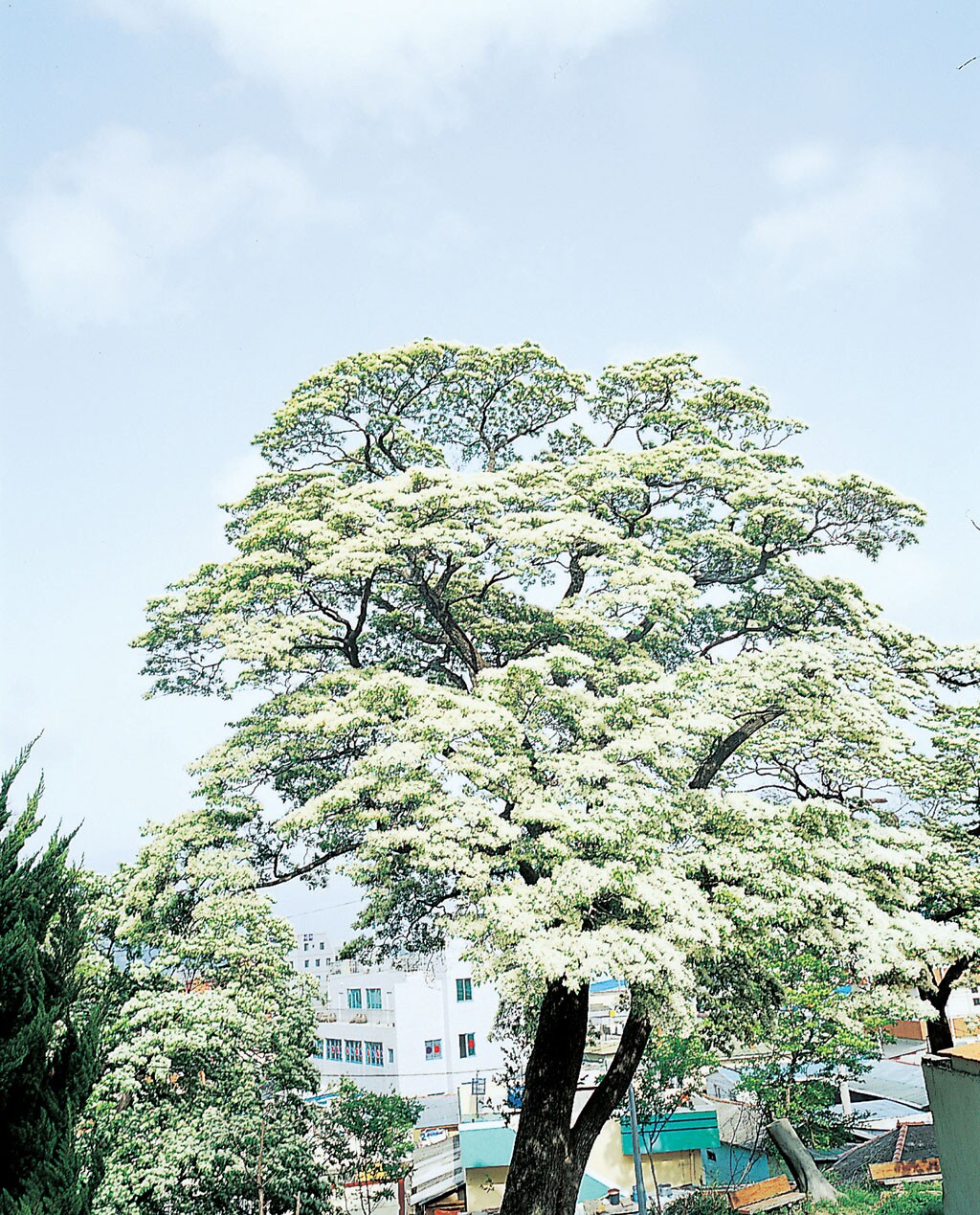 포항 흥해향교 이팝나무 군락_1