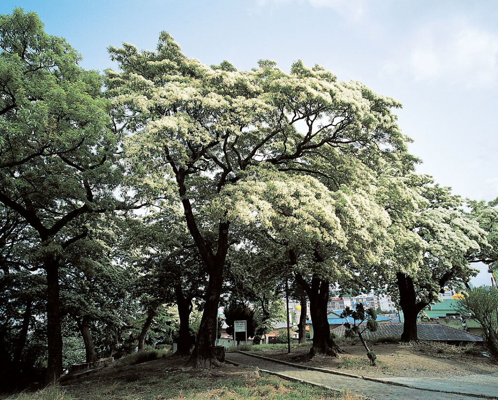 포항 흥해향교 이팝나무 군락_2