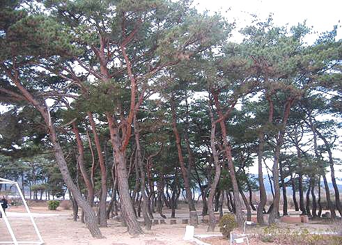 포항 북송리 북천수_1