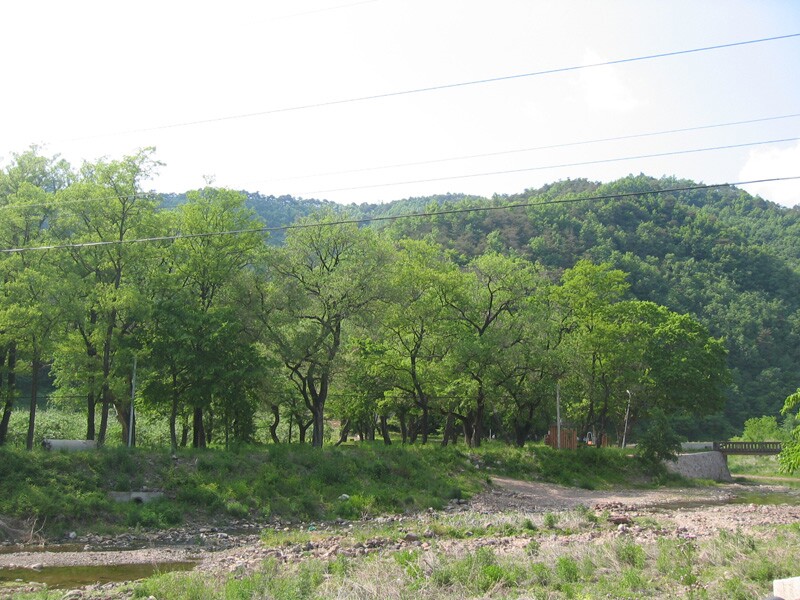 영양 주사골 시무나무와 비술나무 숲_1