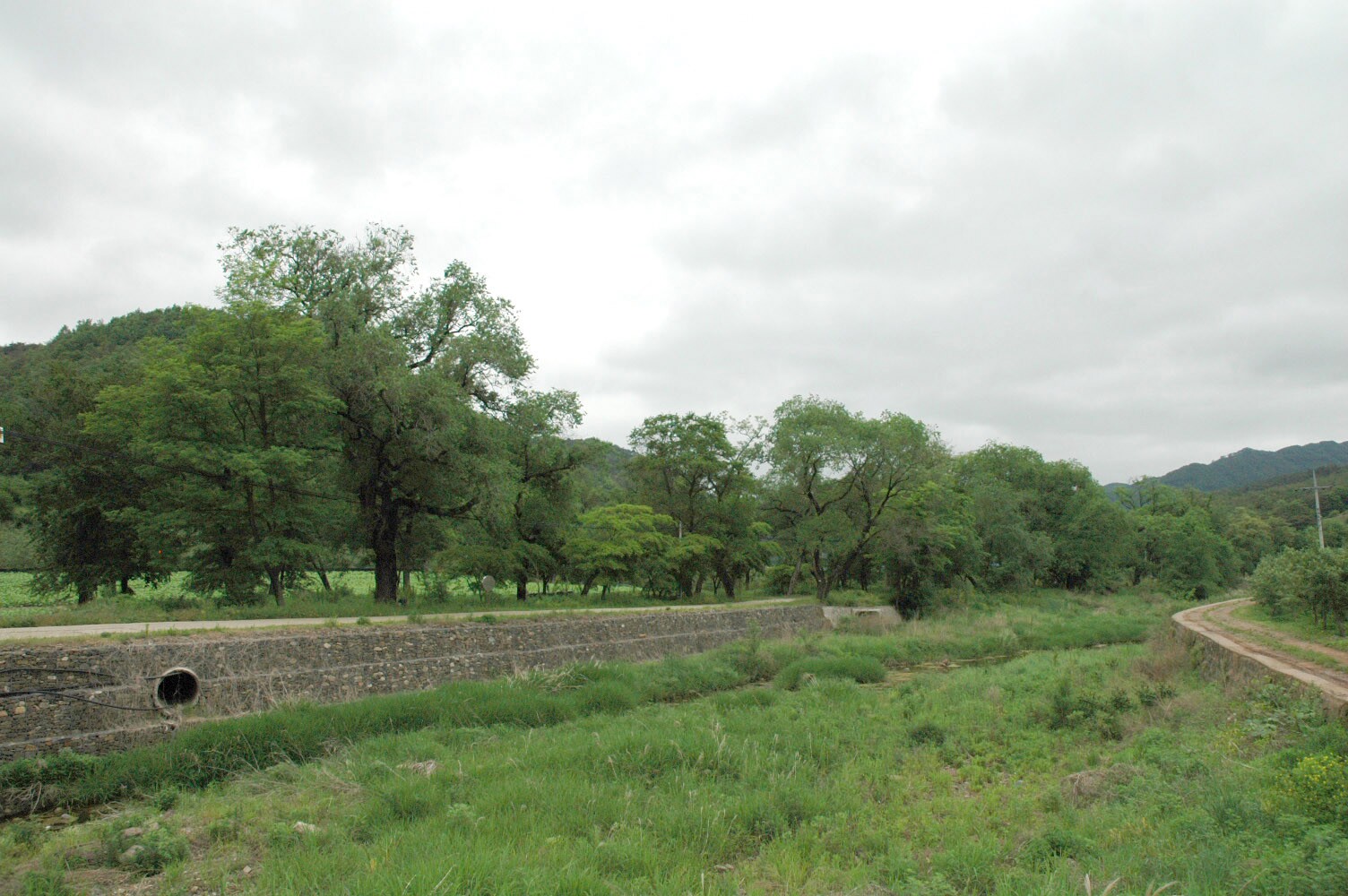 영양 주사골 시무나무와 비술나무 숲_4