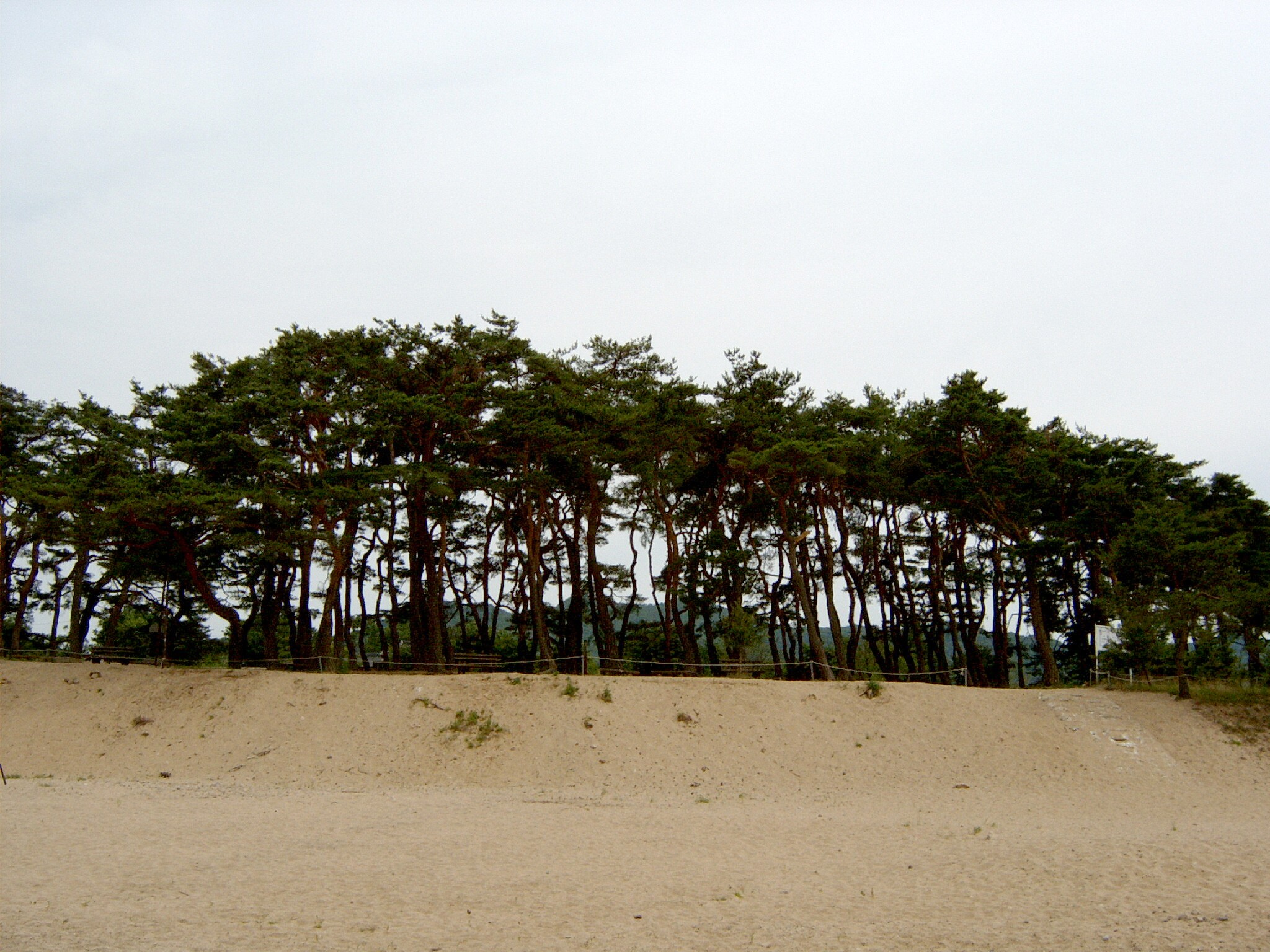 안동 하회마을 만송정 숲_5