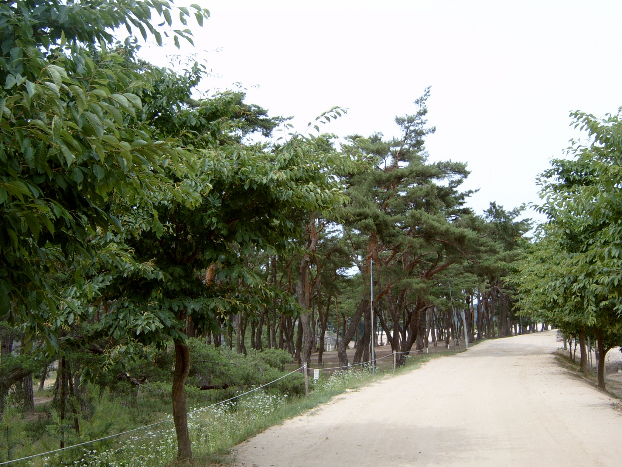 안동 하회마을 만송정 숲_6